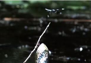 Dragonfly evading bullfrog. (from New York Times)