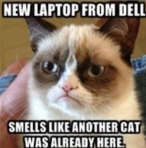 Grumpy cat doesn't like new Dell laptop